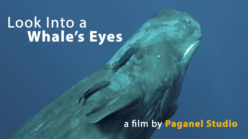 Look Into a Whale’s Eyes